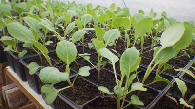 Plant chou de milan