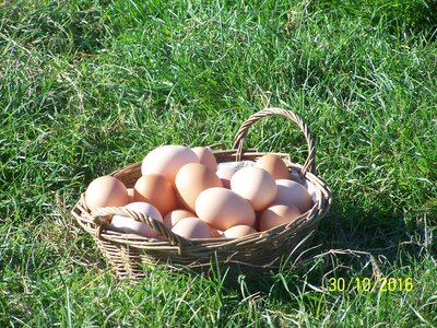 Boite de 6 oeufs de ferme