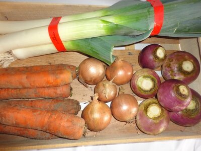 Panier de légumes navets
