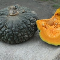 Courge marina di chioggia