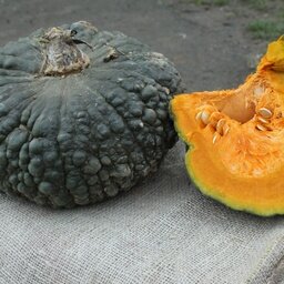 Courge marina di chioggia