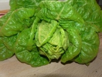 Salade sucrine (certifié fr-bio-01