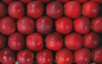 Pomme red-chief plateau de 4.3kg]