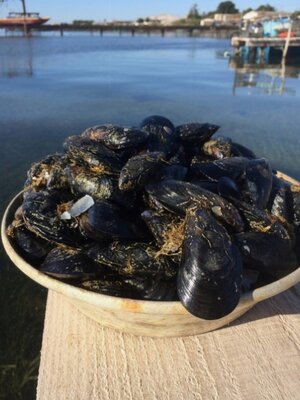 500gr moules de bouzigues