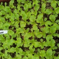 Plant de batavia verte par 6