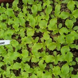 Plant de batavia verte par 6
