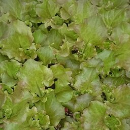 Plant de batavia rouge par 6