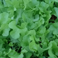 Plant de feuille de chêne verte par 6