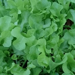 Plant de feuille de chêne verte par 6