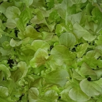 Plant de feuille de chêne rouge par 6