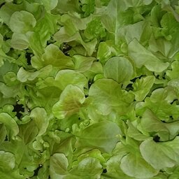 Plant de feuille de chêne rouge par 6