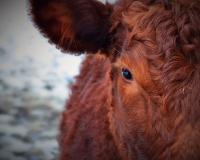 Colis de veau salers sybarite