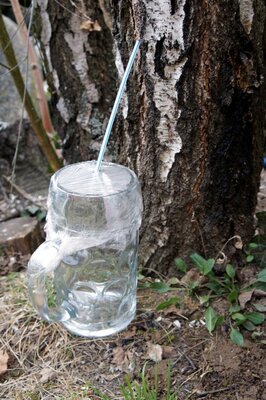 Sève de bouleau pasteurisée