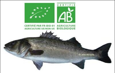 Colis pour  30 kilos loups  bio de 400/600 gr pièce