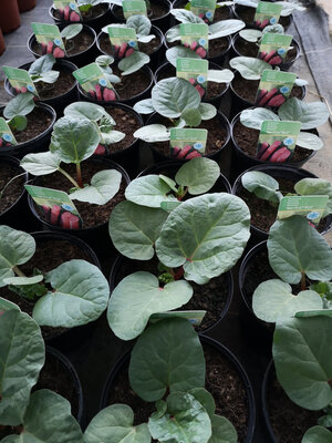 Plant de rhubarbe pot 2l