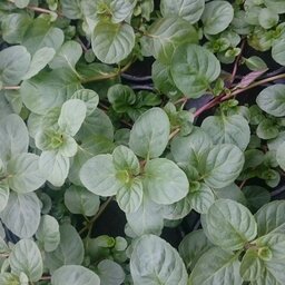 Plant de menthe orange pot 13 cm