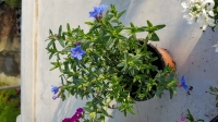 Lithodora