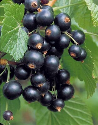 Plant de cassissier pot 3 l