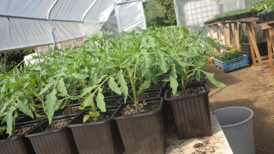 Plant tomate cœur de bœuf anna russian