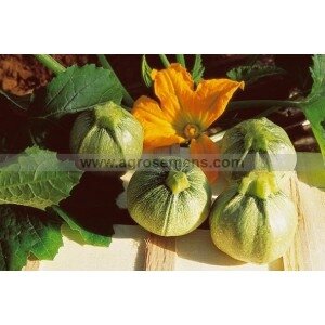 Plant de courgette ronde de nice
