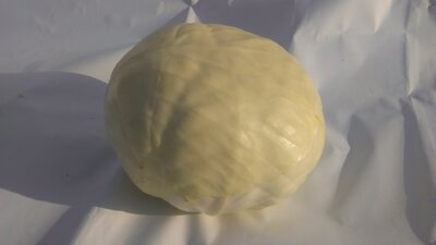 Chou blanc nouveau