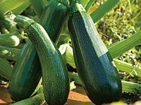 Courgettes longue verte