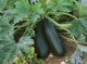 Courgettes longue verte - image 2