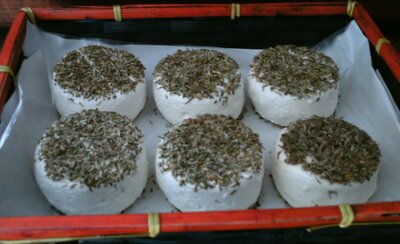 Crottin frais aux herbes