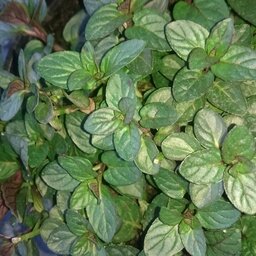 Plant de menthe chocolat pot 13 cm