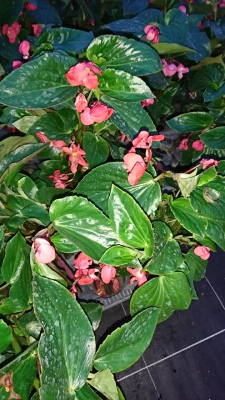 Bégonia dragon à fleurs rouge