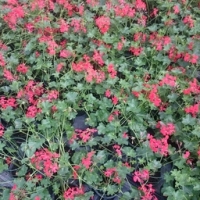 Géranium lierre à fleurs rouge