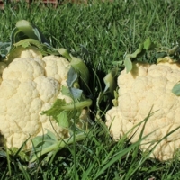 Choux-fleurs