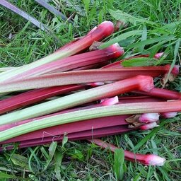 Rhubarbe