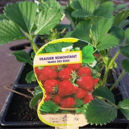 Plant individuel de fraisier mara des bois