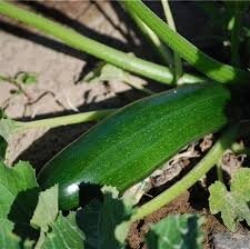 Courgette verte en ab