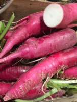 Radis rose d'hiver