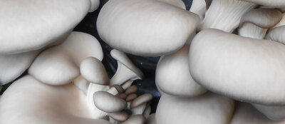 Pleurote