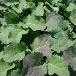 Plant de choux brocoli par 6