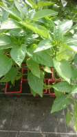 Plant de poivron rouge en godet