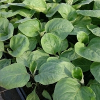 Plant d'aubergine en godet