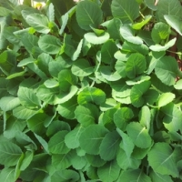 Plant de choux frisé par 6