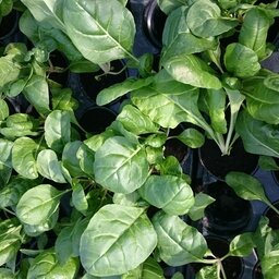 Plant de cotte de bette en pot de 9 cm