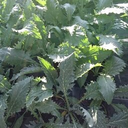 Plant d'artichaut en pot de 10,5 cm