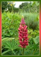 Lupin à fleurs rouge en pot de 3l