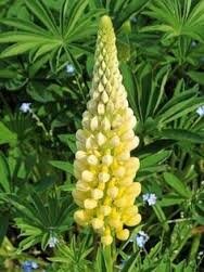 Lupin à fleurs jaune en pot de 3l