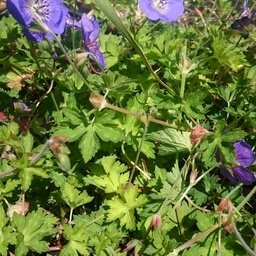 Géranium vivace bleu en pot de 3l