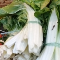 Bette nouvelle recolte