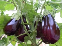 Aubergine noire
