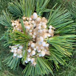 Oignon blanc