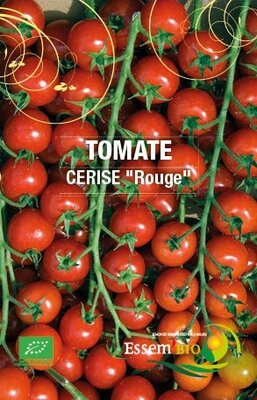 Plant de tomate cerise 'rouge'